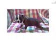 Price: $500
This advertiser is not a subscribing member and asks that you upgrade to view the complete puppy profile for this Boxer, and to view contact information for the advertiser. Upgrade today to receive unlimited access to NextDayPets.com. Your