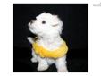 Price: $1000
This advertiser is not a subscribing member and asks that you upgrade to view the complete puppy profile for this Maltese, and to view contact information for the advertiser. Upgrade today to receive unlimited access to NextDayPets.com. Your