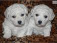 Price: $1500
Litter Born April 19th 2013 of 2 girls and 2 boys. We ONLY have 1 Girl available. Ice White. Born with great Black Pigment on their ears already. Father has a Champion Grandpa and more behind that. Mother has some great Bichon Lines.