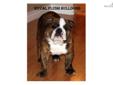 Price: $1500
This advertiser is not a subscribing member and asks that you upgrade to view the complete puppy profile for this Bulldog, and to view contact information for the advertiser. Upgrade today to receive unlimited access to NextDayPets.com. Your