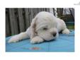 Price: $800
Casper is a GORGEOUS cocker boy, white with a few red spots. He is going to be available after he has 2 complete sets of puppy shots. He is a sweet heart and loves to be held. We can not show every pup so occasionally we offer companions to
