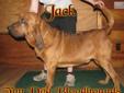 Price: $500
AKC Registered Jack is from a European Imported AKC show champion sire and His momma is also AKC show champion. His sire is OFA hip certifed. He is Micro chipped and UTD on shots.He has been raised in the house and is house broken. This is his