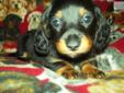 Price: $350
This advertiser is not a subscribing member and asks that you upgrade to view the complete puppy profile for this Dachshund, Mini, and to view contact information for the advertiser. Upgrade today to receive unlimited access to
