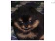 Price: $1050
This advertiser is not a subscribing member and asks that you upgrade to view the complete puppy profile for this Pomeranian, and to view contact information for the advertiser. Upgrade today to receive unlimited access to NextDayPets.com.