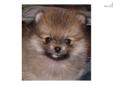 Price: $1050
This advertiser is not a subscribing member and asks that you upgrade to view the complete puppy profile for this Pomeranian, and to view contact information for the advertiser. Upgrade today to receive unlimited access to NextDayPets.com.