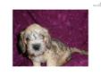 Price: $2500
This advertiser is not a subscribing member and asks that you upgrade to view the complete puppy profile for this Dandie Dinmont Terrier, and to view contact information for the advertiser. Upgrade today to receive unlimited access to