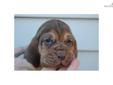 Price: $750
This advertiser is not a subscribing member and asks that you upgrade to view the complete puppy profile for this Bloodhound, and to view contact information for the advertiser. Upgrade today to receive unlimited access to NextDayPets.com.