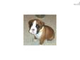 Price: $800
This advertiser is not a subscribing member and asks that you upgrade to view the complete puppy profile for this Boxer, and to view contact information for the advertiser. Upgrade today to receive unlimited access to NextDayPets.com. Your