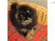 Price: $1150
This advertiser is not a subscribing member and asks that you upgrade to view the complete puppy profile for this Pomeranian, and to view contact information for the advertiser. Upgrade today to receive unlimited access to NextDayPets.com.