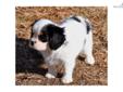 Price: $750
This advertiser is not a subscribing member and asks that you upgrade to view the complete puppy profile for this Cavalier King Charles Spaniel, and to view contact information for the advertiser. Upgrade today to receive unlimited access to