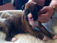 Price: $750
This advertiser is not a subscribing member and asks that you upgrade to view the complete puppy profile for this Boxer, and to view contact information for the advertiser. Upgrade today to receive unlimited access to NextDayPets.com. Your