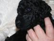 Price: $1500
This advertiser is not a subscribing member and asks that you upgrade to view the complete puppy profile for this Poodle, Standard, and to view contact information for the advertiser. Upgrade today to receive unlimited access to