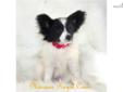 Price: $2000
SHOW PROSPECT!! Full AKC show/breeding rights $2500. Please inquire about FULL AKC show/breeding rights! *Exclusively Breeding/Showing AKC Fine Quality Papillons* We breed to better the breed for showing or just a loving pet/companion with