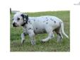 Price: $700
This advertiser is not a subscribing member and asks that you upgrade to view the complete puppy profile for this Dalmatian, and to view contact information for the advertiser. Upgrade today to receive unlimited access to NextDayPets.com. Your