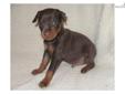 Price: $550
Handsome chocolate/rust male AKC Min Pin pup. This beautiful boy is from parents with excellent temperament and champion bloodlines. He is being raised in my home with cats and other dogs, and will be vet checked and current on vaccinations at