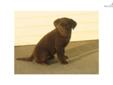 Price: $400
This pup is is ready to find a new home. His mother is a beautiful, well-mannered chocolate silver-factored lab. She was bred with a silver male that is an excellent hunter and companion. The sire has been professionally trained for obedience
