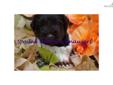 Price: $1500
This advertiser is not a subscribing member and asks that you upgrade to view the complete puppy profile for this Schnauzer, Miniature, and to view contact information for the advertiser. Upgrade today to receive unlimited access to