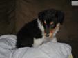 Price: $600
I have one tri female collie puppy for sale. Mom and Dad are both on the premises. Mom has champion bloodlines. Mom is a sable merle and dad is a white/sable male. Both parents have great personalities. The puppy was born on 1/12/13. The puppy
