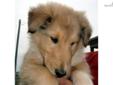 Price: $500
Hello My name is Raider, I am a very Handsome Sable Merle Collie Puppy (rough coat). I have the sweetest personality and love to follow you around. My humans have been great to me. They play with me and cuddle with me and help me with my