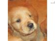Price: $600
This advertiser is not a subscribing member and asks that you upgrade to view the complete puppy profile for this Golden Retriever, and to view contact information for the advertiser. Upgrade today to receive unlimited access to