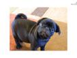 Price: $500
This advertiser is not a subscribing member and asks that you upgrade to view the complete puppy profile for this Pug, and to view contact information for the advertiser. Upgrade today to receive unlimited access to NextDayPets.com. Your
