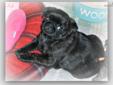 Price: $1500
This advertiser is not a subscribing member and asks that you upgrade to view the complete puppy profile for this Pug, and to view contact information for the advertiser. Upgrade today to receive unlimited access to NextDayPets.com. Your
