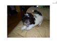 Price: $1000
This advertiser is not a subscribing member and asks that you upgrade to view the complete puppy profile for this Havanese, and to view contact information for the advertiser. Upgrade today to receive unlimited access to NextDayPets.com. Your
