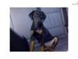 Price: $1000
This advertiser is not a subscribing member and asks that you upgrade to view the complete puppy profile for this Doberman Pinscher, and to view contact information for the advertiser. Upgrade today to receive unlimited access to