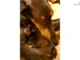Price: $800
This advertiser is not a subscribing member and asks that you upgrade to view the complete puppy profile for this Doberman Pinscher, and to view contact information for the advertiser. Upgrade today to receive unlimited access to