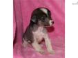Price: $1000
AKC Emma is hhl little princess with attidude plus! She is the center of attention where ever she goes. Emma loves getting hugs and kisses and she gives plenty of them too! Micro chip included and shipping is available.
Source: