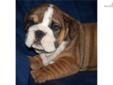 Price: $1000
This advertiser is not a subscribing member and asks that you upgrade to view the complete puppy profile for this English Bulldog, and to view contact information for the advertiser. Upgrade today to receive unlimited access to