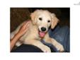 Price: $800
This advertiser is not a subscribing member and asks that you upgrade to view the complete puppy profile for this Golden Retriever, and to view contact information for the advertiser. Upgrade today to receive unlimited access to