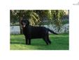 Price: $450
Bella is a beautiful Black English Labrador located in So. California. She is 6 1/2 years old and just a beautiful girl from our finest AKC Champion black and yellow English Lines. We are within one to two hours from LA, San Diego and Orange