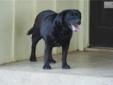 Price: $650
Abby is a beautiful Black English Labrador located in So. California. She is 6 years old and just a beautiful girl from our finest AKC Champion black and yellow English Lines. We are within one to two hours from LA, San Diego and Orange County