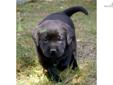Price: $775
This advertiser is not a subscribing member and asks that you upgrade to view the complete puppy profile for this Labrador Retriever, and to view contact information for the advertiser. Upgrade today to receive unlimited access to