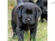Price: $775
This advertiser is not a subscribing member and asks that you upgrade to view the complete puppy profile for this Labrador Retriever, and to view contact information for the advertiser. Upgrade today to receive unlimited access to