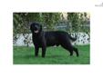 Price: $750
Kobe is an adorable English Black Labrador located in So. California. He is 3 1/2 years old and just a beautiful boy from our Champion black and yellow English Lines. We are within one to two hours from LA, San Diego and Orange County and