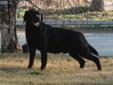 Price: $850
Brody is an adorable English Black Labrador located in So. California. He is 6 years old and just a beautiful boy from our Champion black and yellow English Lines. We are within one to two hours from LA, San Diego and Orange County and about 3