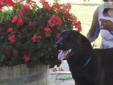 Price: $850
Trevor is an adorable English Black Labrador located in So. California. He is 1 1/2 years old and just an adorable boy from our black and chocolate English Champion Lines. We are within one to two hours from LA, San Diego and Orange County and
