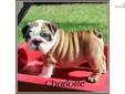 Price: $1500
"Wrinkles, wrinkles, wrinkles!!!" Charlotte is an awesome English Bulldog. She has excellent conformations with many champions in her pedigree. Charlotte is fat, healthy and pre-spoiled. She will be current on vaccinations, vet checked and