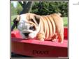 Price: $1500
Can you say "wrinkles" Dover is an awesome English Bulldog. He is ready for his new home.Dover has excellent conformation with many champions in his pedigree. Dover is fat, healthy and pre-spoiled. He will be current on vaccinations, vet