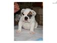 Price: $1800
This advertiser is not a subscribing member and asks that you upgrade to view the complete puppy profile for this Bulldog, and to view contact information for the advertiser. Upgrade today to receive unlimited access to NextDayPets.com. Your