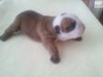 Price: $2000
This advertiser is not a subscribing member and asks that you upgrade to view the complete puppy profile for this Bulldog, and to view contact information for the advertiser. Upgrade today to receive unlimited access to NextDayPets.com. Your