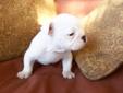 Price: $2300
I have English Bulldog male he will be shorrt and stocky Pupe will come with full AKC registration HE WILL HAVE FIRST SET OF SHOTS AND BE DEWORMED I am asking 2300 for IT`the mom is white and the father is ALL black pupe will have a health