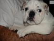 Price: $1800
This advertiser is not a subscribing member and asks that you upgrade to view the complete puppy profile for this Bulldog, and to view contact information for the advertiser. Upgrade today to receive unlimited access to NextDayPets.com. Your