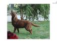 Price: $875
Colby is an adorable English Chocolate Labrador located in So. California. He is 9 months old and just a beautiful pup from Champion black and chocolate English Lines. We are within one to two hours from LA, San Diego and Orange County and