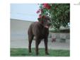 Price: $800
Charlie is an adorable English Chocolate Labrador located in So. California. He is 11 months old and just a beautiful pup from Champion black and chocolate English Lines. We are within one to two hours from LA, San Diego and Orange County and