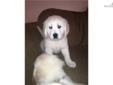 Price: $1200
This advertiser is not a subscribing member and asks that you upgrade to view the complete puppy profile for this Golden Retriever, and to view contact information for the advertiser. Upgrade today to receive unlimited access to