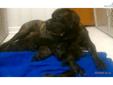 Price: $1000
This advertiser is not a subscribing member and asks that you upgrade to view the complete puppy profile for this Mastiff, and to view contact information for the advertiser. Upgrade today to receive unlimited access to NextDayPets.com. Your