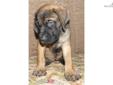 Price: $1200
This advertiser is not a subscribing member and asks that you upgrade to view the complete puppy profile for this Mastiff, and to view contact information for the advertiser. Upgrade today to receive unlimited access to NextDayPets.com. Your